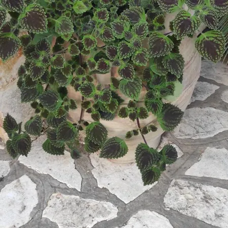 Lägenhet Niki Thalia Viros 1 Kastanéa