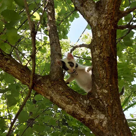 Niki Thalia Viros 1 Lägenhet